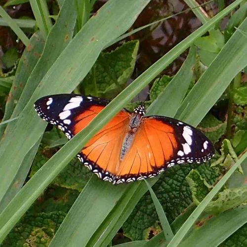 Réf. 237 048 : Hypolimnas misippus